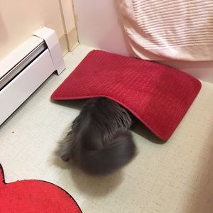 Cat friendly home, he’s camera shy!